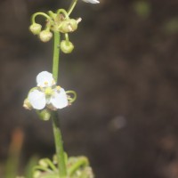 Limnophyton obtusifolium (L.) Miq.